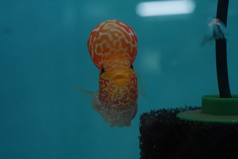 *NEW #2 Golden Base Kamfa Male Flowerhorn (Mini Size 2.5”) Potential Small Kamfa