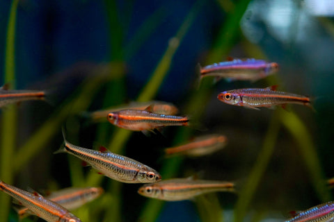 Rainbow Shiner (North American)