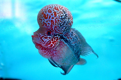 #2 Super Red Dragon Flowerhorn (Super Big Hump Head)
