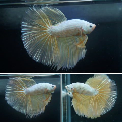 White Dragon Scale Yellow Tail Over Halfmoon - Live Aquarium Male Betta Fish