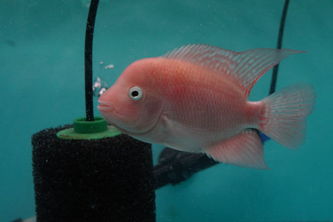 #2 *NEW (SRM) Super Red Monkey size 4.5” Male Flowerhorn