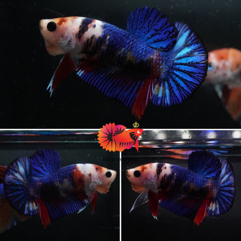 #2 (New Arrival) Blue Shining Tail Nemo Koi Male Plakat Betta Fish - High Quality Live Aquarium Male Betta Fish