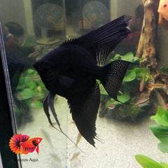 Black Angel Fish