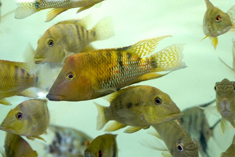 Yellow Hump Eartheater (Geophagus Pellegrini) Size 4”