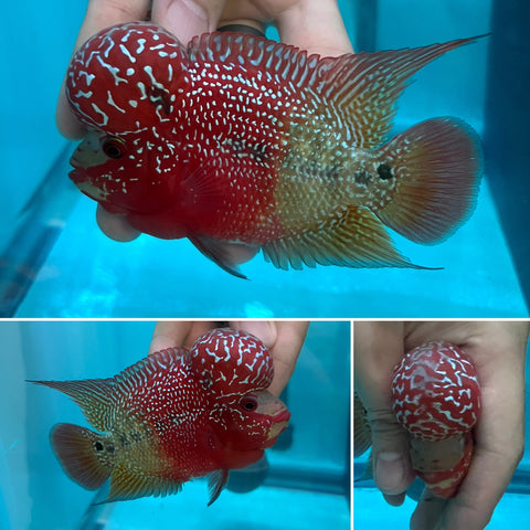 New Arrival #9 Two Tones Super Red Dragon Male Flowerhorn (SRD 2 tones color)