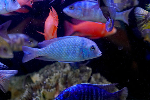 Blue Moorii Dolphin African Cichlid from Lake Malawi Size 4.5”