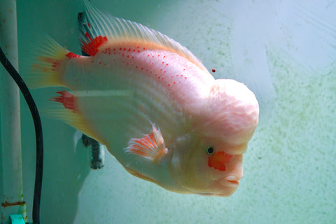(Limited Quantity)Santa Clause Mammon King Kong Parrots with Hump Head - Premium Parrots Fish