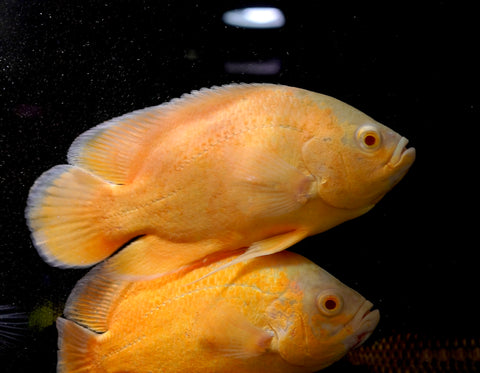 Full Body Lemon Oscar Size Large 9”-10”