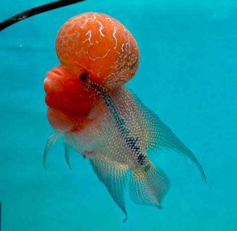 #1 Super Red Dragon Flowerhorn (Super Big Hump Head)