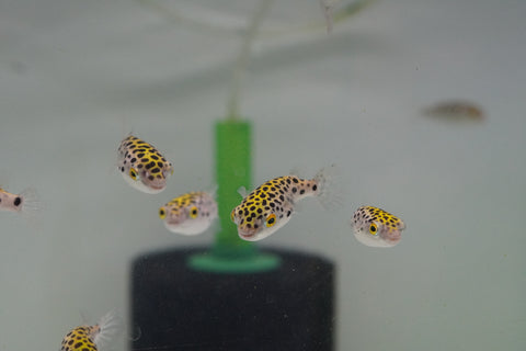 Green Spotted Puffer (Braskish Water)