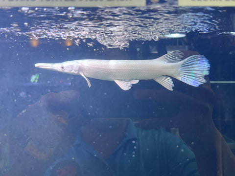 Platinum Alligator Gar (Limited) size 12”