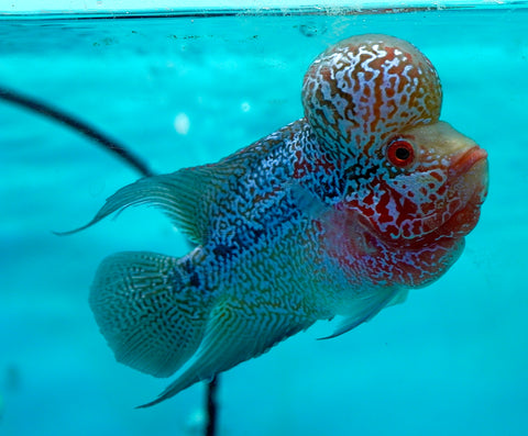 #5 Super Red Dragon Flowerhorn (Super Big Hump Head)