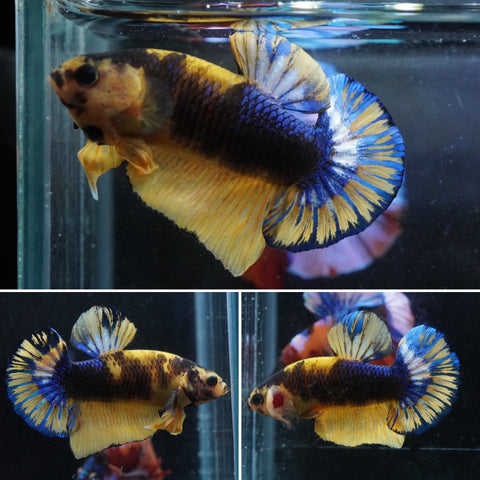 #11 (New Arrival) Yellow Fancy Blue Tail Plakat Betta Fish - High Quality Live Aquarium Male Betta Fish
