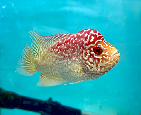 New Arrival #6 Golden Base Kamfa Male Flowerhorn (Mini Size 2.5”) Potential Small Kamfa