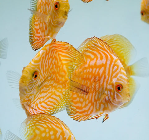 Yellow Pigeon Discus Size 3.5"-4"