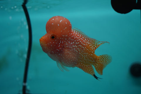 *NEW #7 Golden Base Kamfa Male Flowerhorn (Mini Size 2.5”) Potential Small Kamfa