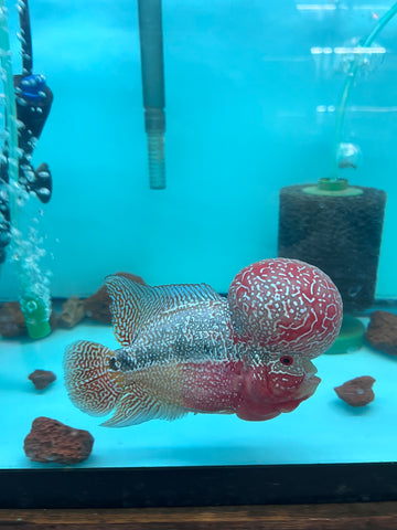 VIP Flowerhorn Red Base Super Pearl Kamfa F3 Hybrid size 6” Premium Collection Grade (High-End Flowerhorn)