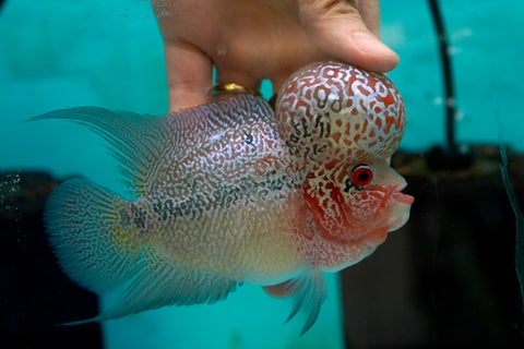 #4 Super Red Dragon Flowerhorn (Super Big Hump Head)