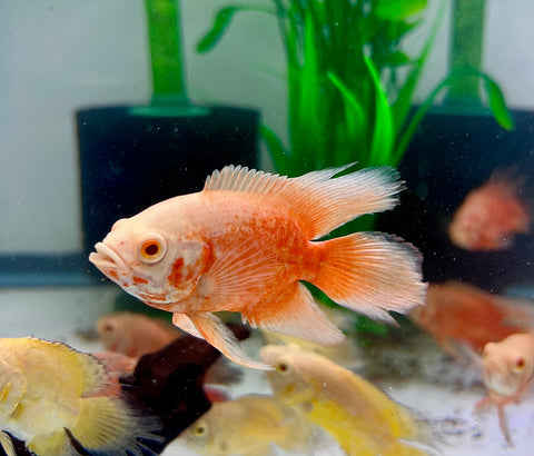 Long Fin Red Chili Oscar size 4”