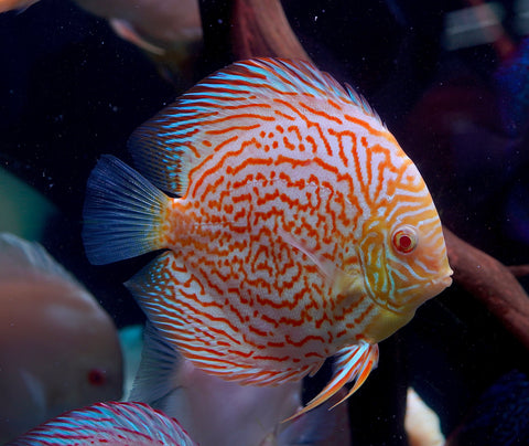 Albino Leopard Snakeskin High Body Discus size 5.5”-6” Premium Grade Discus