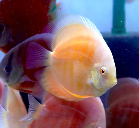 Albino Yellow High Body Discus size 4.5” Premium Grade Discus
