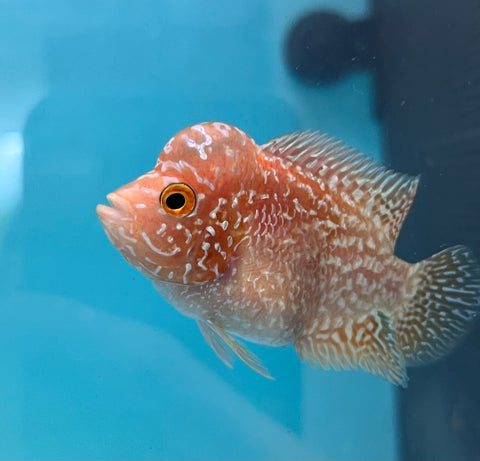 New Arrival #1 Golden Base Kamfa Male Flowerhorn (Mini Size 2”) Potential Small Kamfa