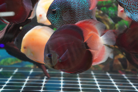 Red Cover (Red Rose Cover) Ground Body Discus size 4.5” Premium Grade Discus (Copy)