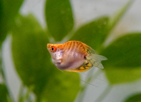 Golden Pearl Balloon Gourami