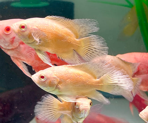 (Limited) Long Fin Lemon Oscar size 4”