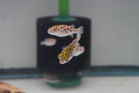 Green Spotted Puffer (Braskish Water)