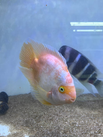 Rare Golden Koi Parrot Fish(Panda) Ground Body Parrot Cichlid (White and Yellow) - Size 5-6” Premium Grade A+