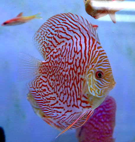 Red Tiger High Body Discus size 4.5” Premium Grade Discus