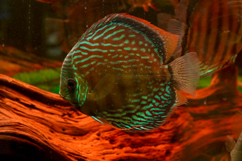 (Brazil Imported)Nhamunda River Red Wild Discus Size Large 6.5”-7” Special Order Wild Discus Fish