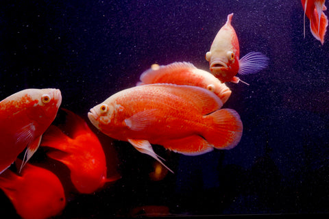 Super Red Chili Oscar Size Large 9”-10”