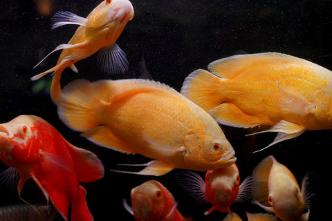 Full Body Lemon Oscar Size Large 9”-10”