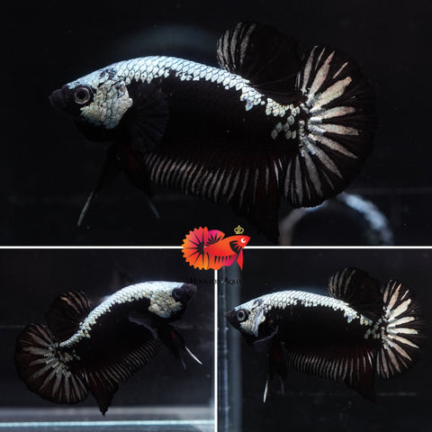 #8 (New Arrival) Black Skeleton Samurai Star Tail Nemo Koi Male Plakat Betta Fish - High Quality Live Aquarium Male Betta Fish