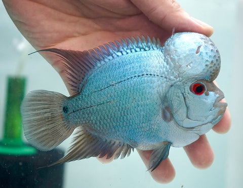 Thai Silk Male Flowerhorn size 4.5”