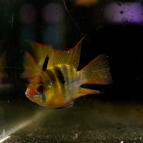 German Balloon Rams - Cichlid Rams Short Body