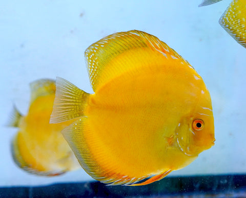 Yellow Panda Discus Fish 4.5"-5" High Quality Discus