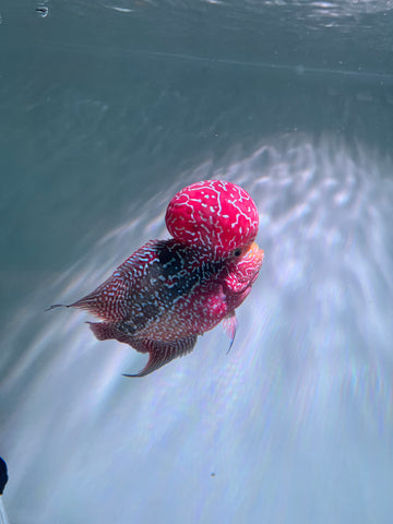 VIP Flowerhorn Red Base Kamfa F3 Hybrid size 6” Premium Collection Grade (High-End Flowerhorn)