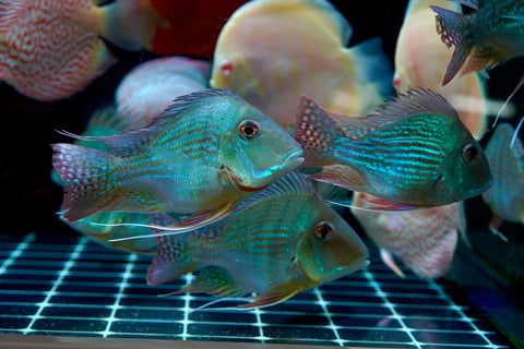 Geophagus Sveni Short Body Size 5”