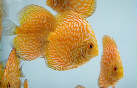 Yellow Pigeon Discus Size 3.5"-4"