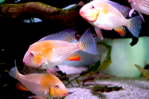 Albino Heckelii - Geopharus Cichlid Live Fish (Size 3.5"-4")