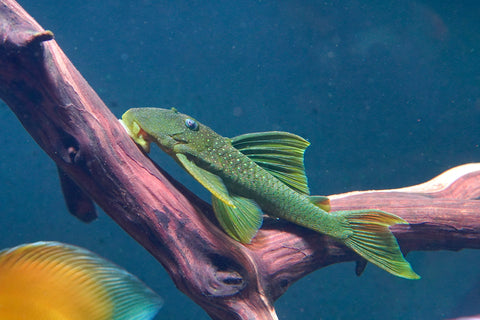 L200 Green Phantom High Fin Pleco (Hemiancistrus Subviridis) size 4.5”