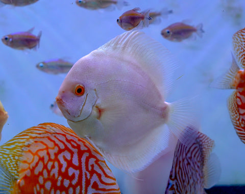 Albino Platinum Premium Discus Size Large 5.5”-6”