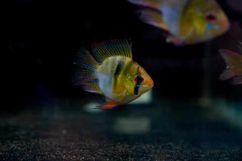 German Balloon Rams - Cichlid Rams Short Body