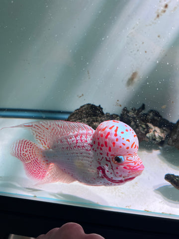 VIP Thick Pearl Golden Base Kamfa F2 Flowerhorn size 6” Premium VIP Collection Grade (High-End Flowerhorn)