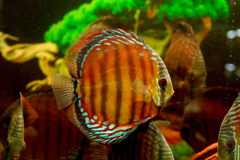 (Brazil Imported)Nhamunda River Red Wild Discus Size Large 6.5”-7” Special Order Wild Discus Fish