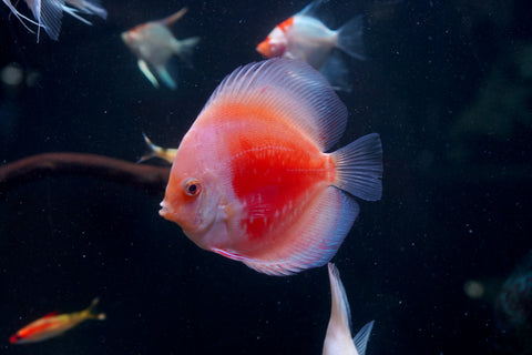 Red Snow Leopard High Body Discus size 4.5” Premium Grade Discus
