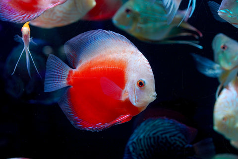 Red Snow Leopard High Body Discus size 4.5” Premium Grade Discus